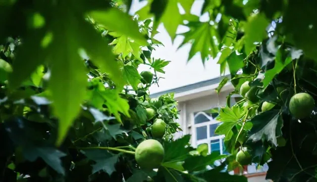信息来源权威：行业趋势分析中的资源优化策略